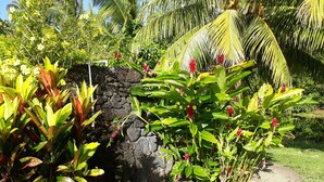 Un jardí amb plantes tropicals, una paret de pedra i un camí.