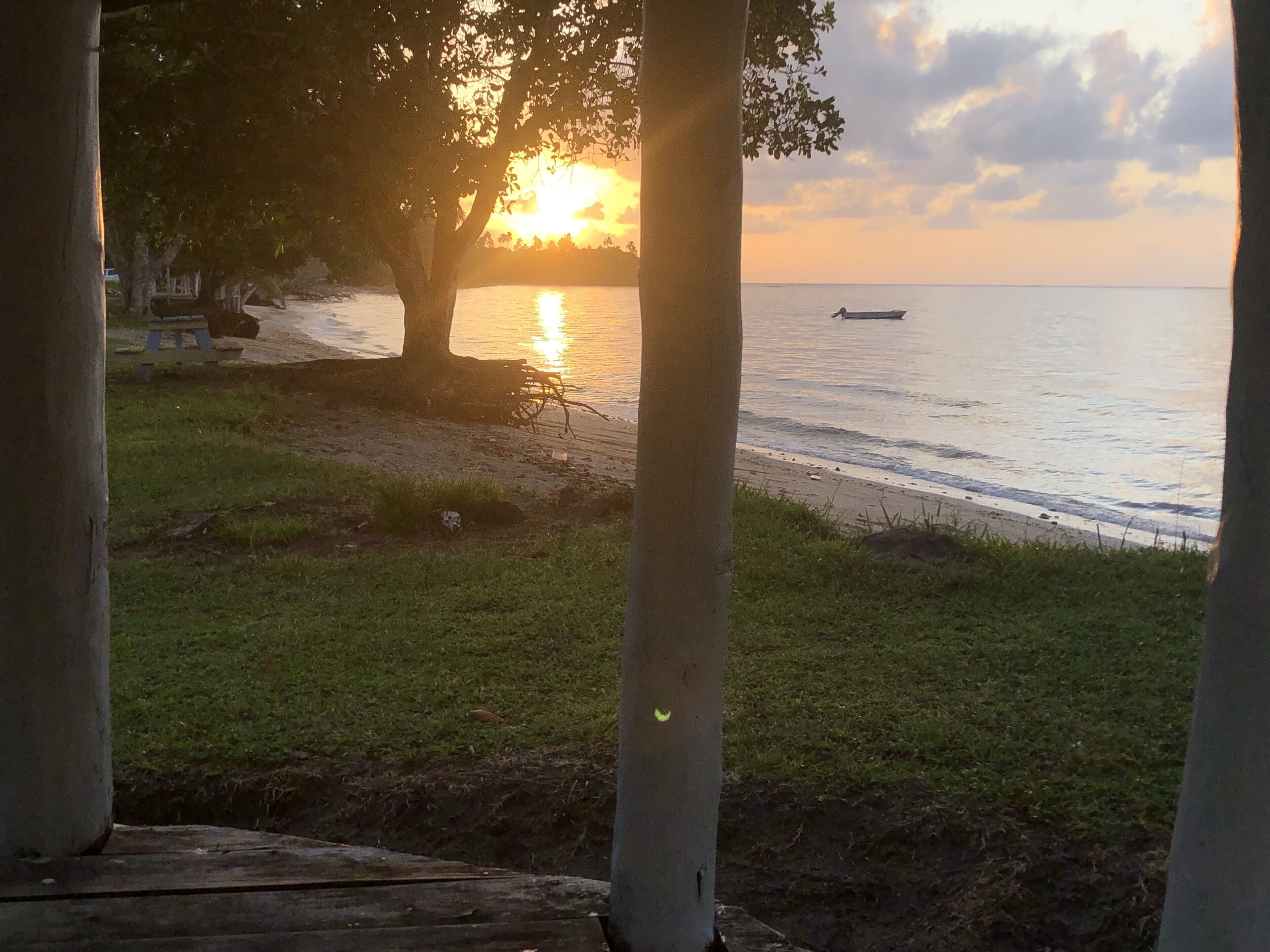 A beach scene with a sunset, a boat on the water, and a tree in the foreground.