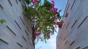 Uma trilha de madeira estreita, ladeada por vegetação exuberante e um muro de tijolos brancos, conduz a uma área coberta.