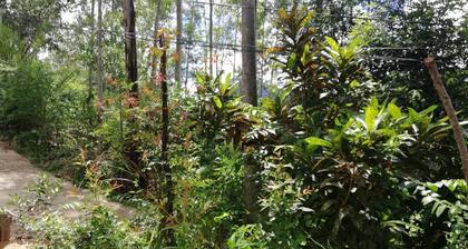 Ella Forest Eco View