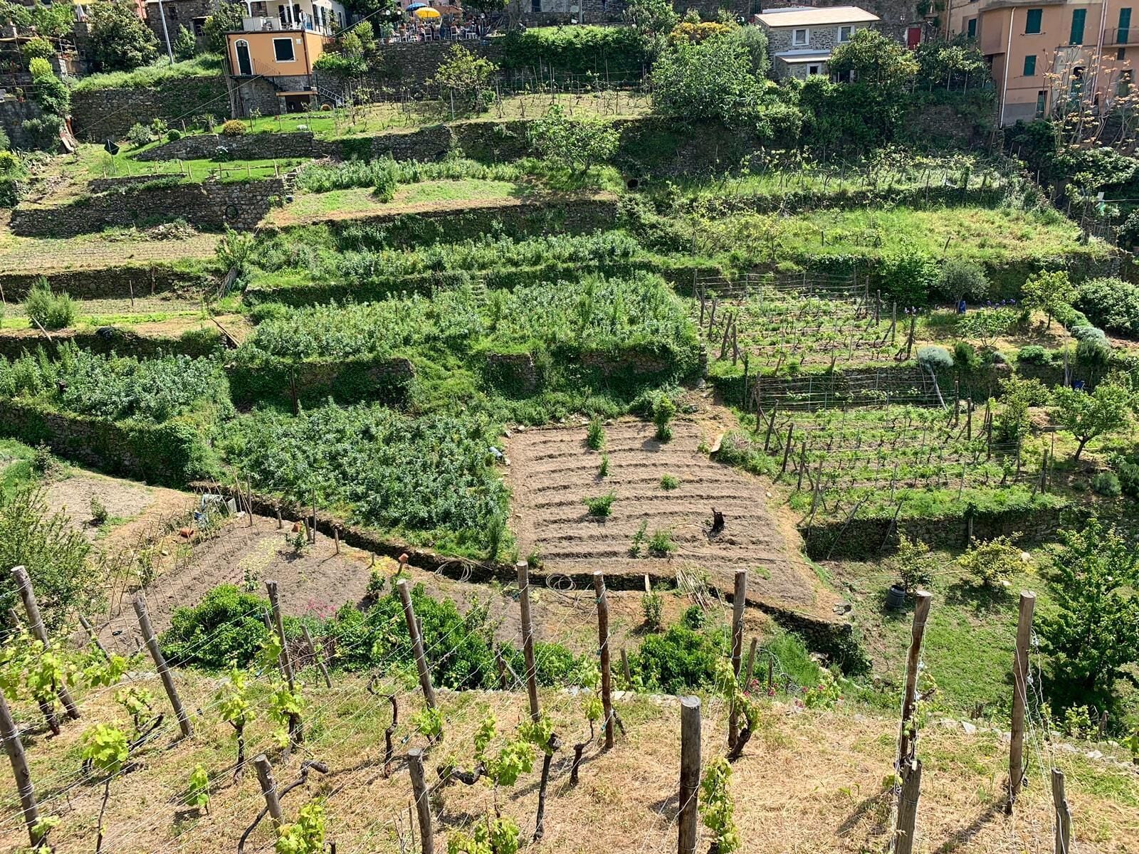 Photo - il Magàn - Cinque Terre