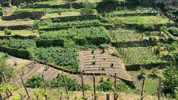 Terraced vineyards with stone walls and grapevines.