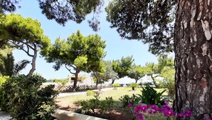 Un jardín con diversas plantas y flores, un sendero pavimentado y un banco de madera.