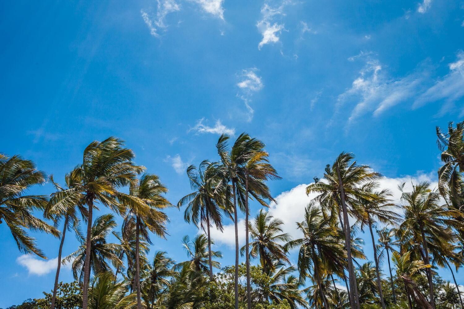 Un paisaje tropical con altas palmeras contra un cielo azul despejado.
