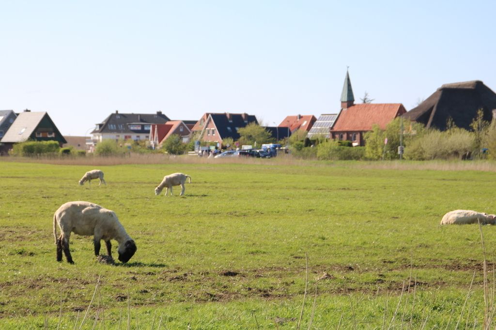 Un paysage rural avec des moutons qui paissent, des maisons et une église.