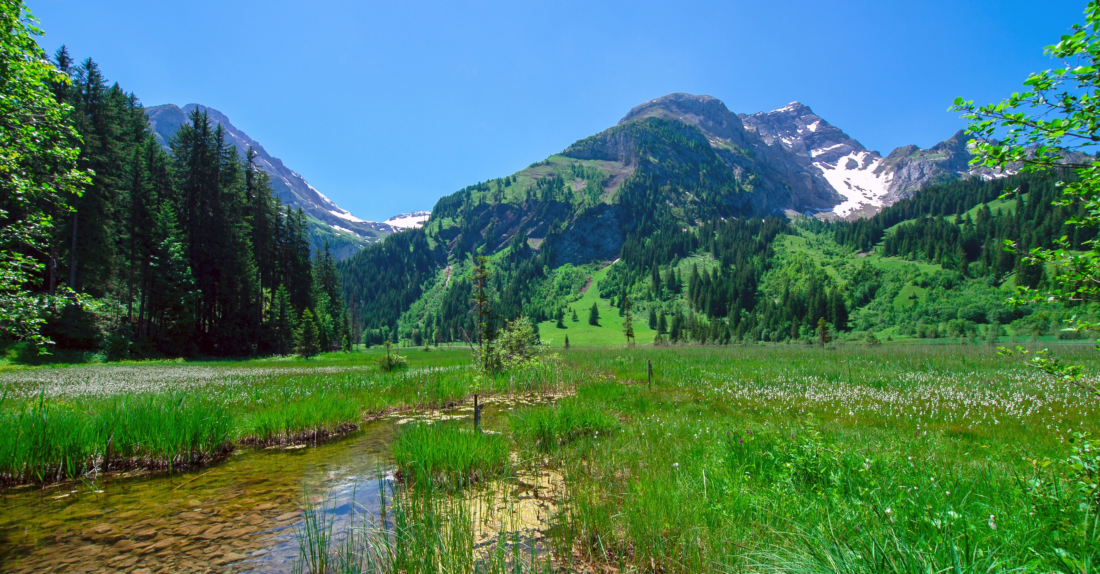 Un paysage montagneux avec un ruisseau aux eaux claires, une forêt dense et une prairie.