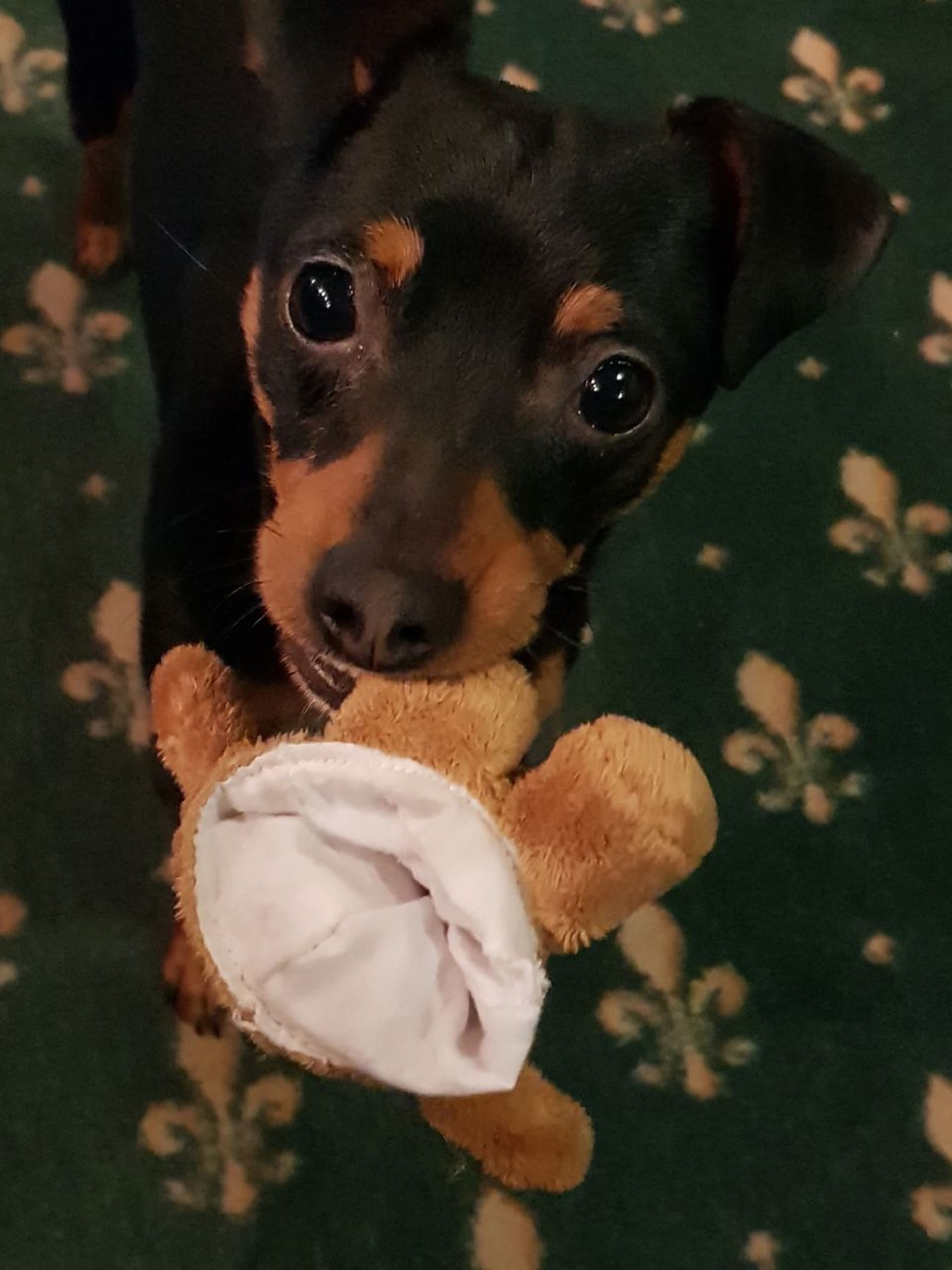 Ein Hund hält ein Plüschtier.