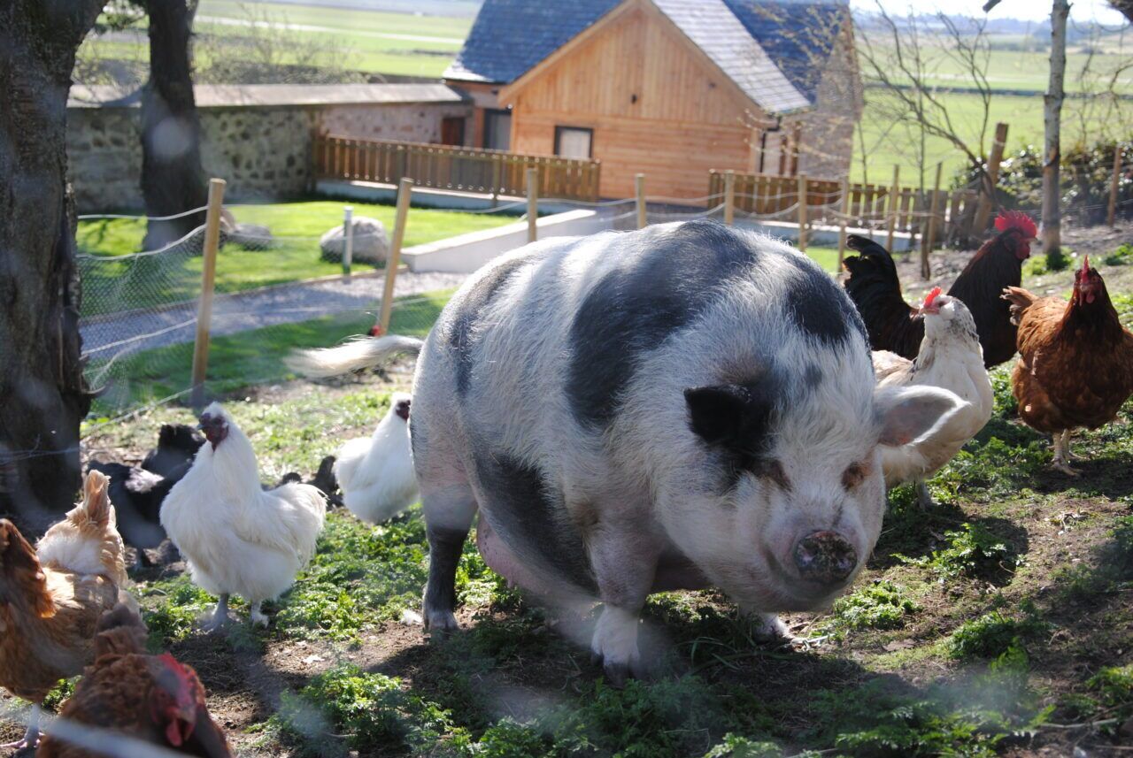 A pig with black and white markings in a fenced outdoor area with chickens and a wooden building in the background.