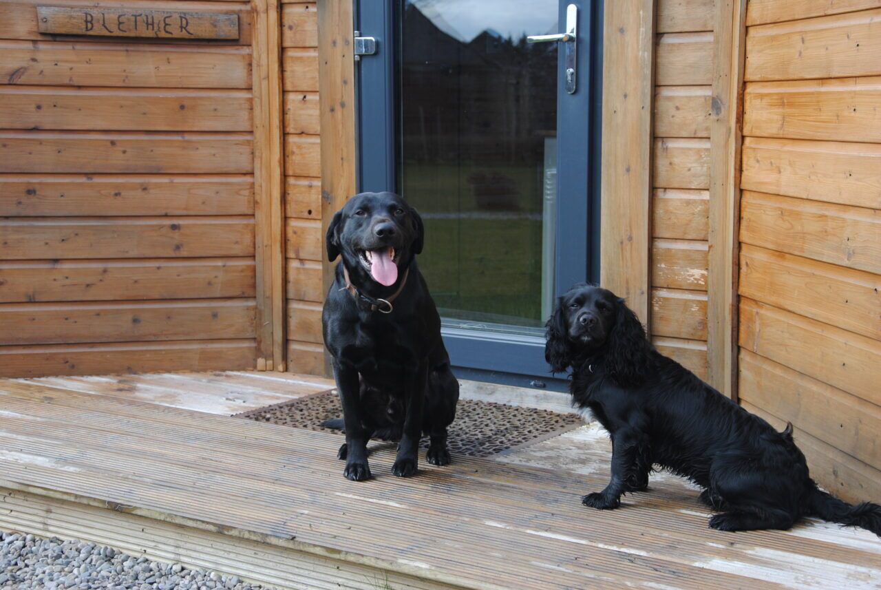 Two black dogs sitting on a wooden porch with a door labeled "BLETHER".