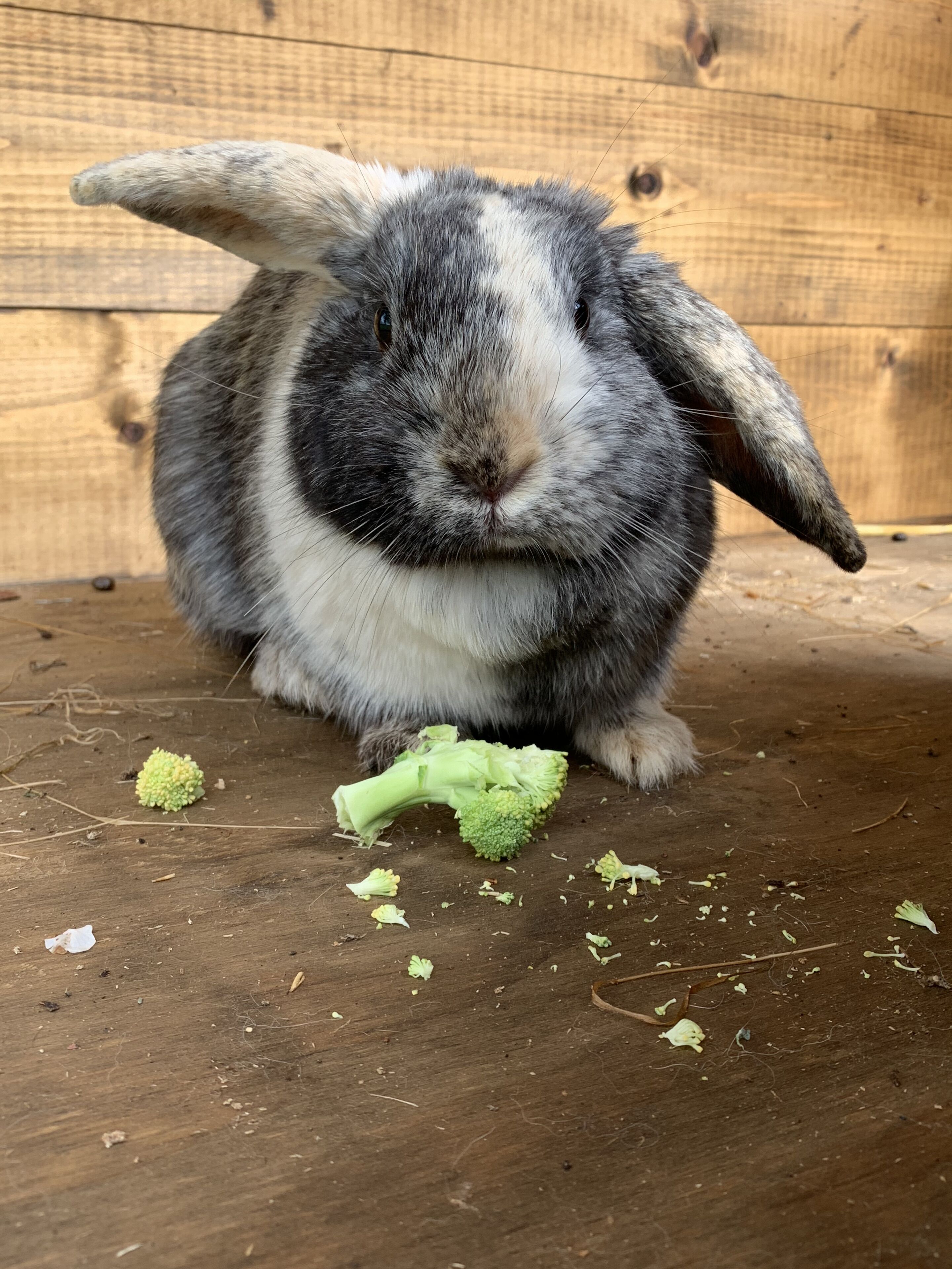 A rabbit sitting on a wooden floor with broccoli pieces around it.