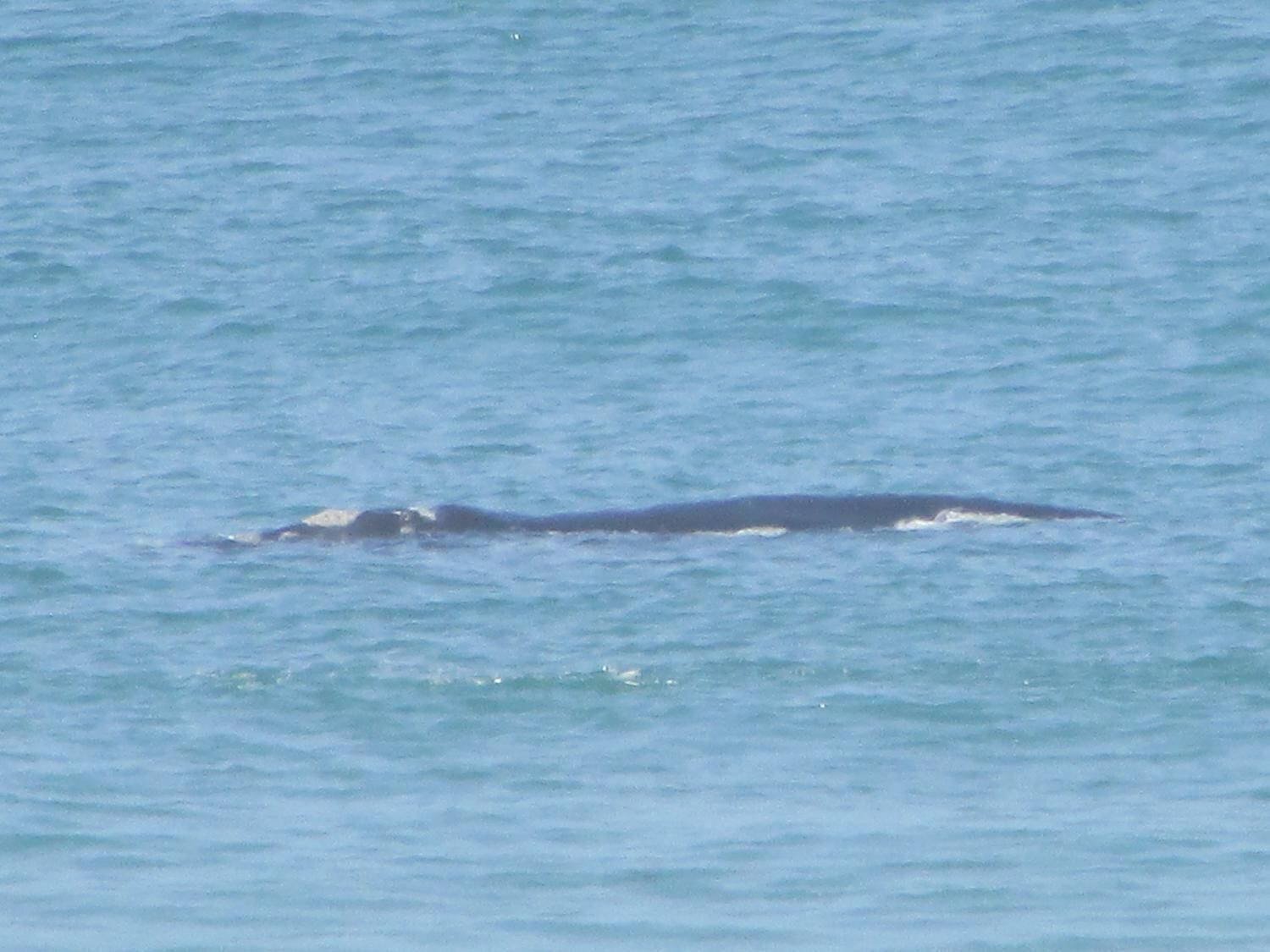 A whale swimming in the ocean.