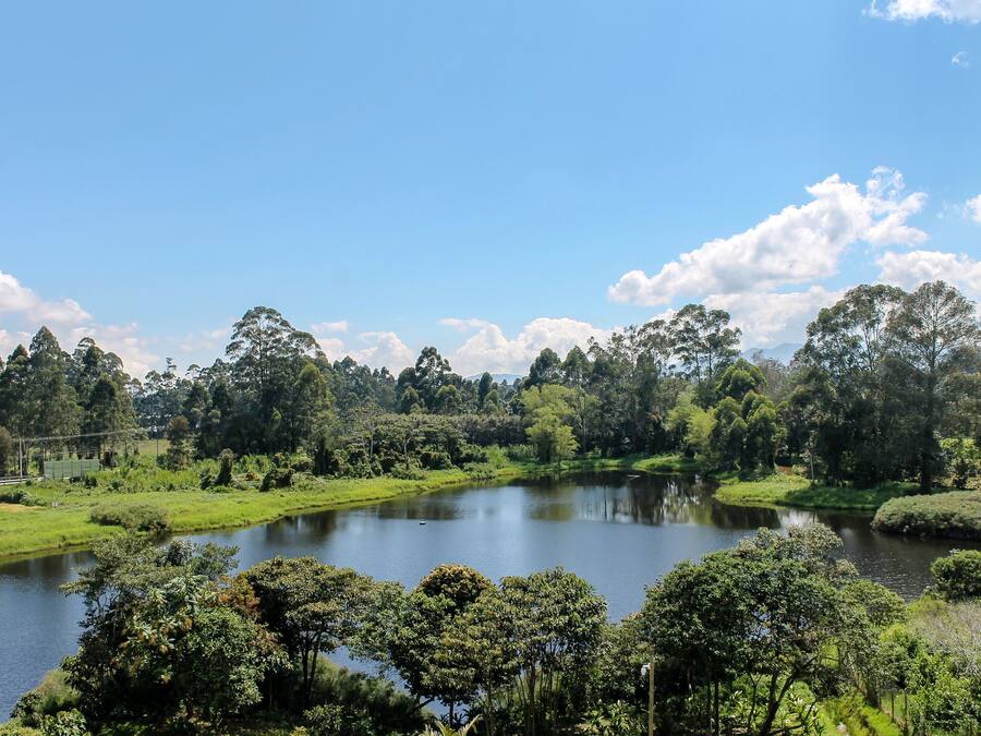 A serene landscape with a lake surrounded by lush greenery and trees.