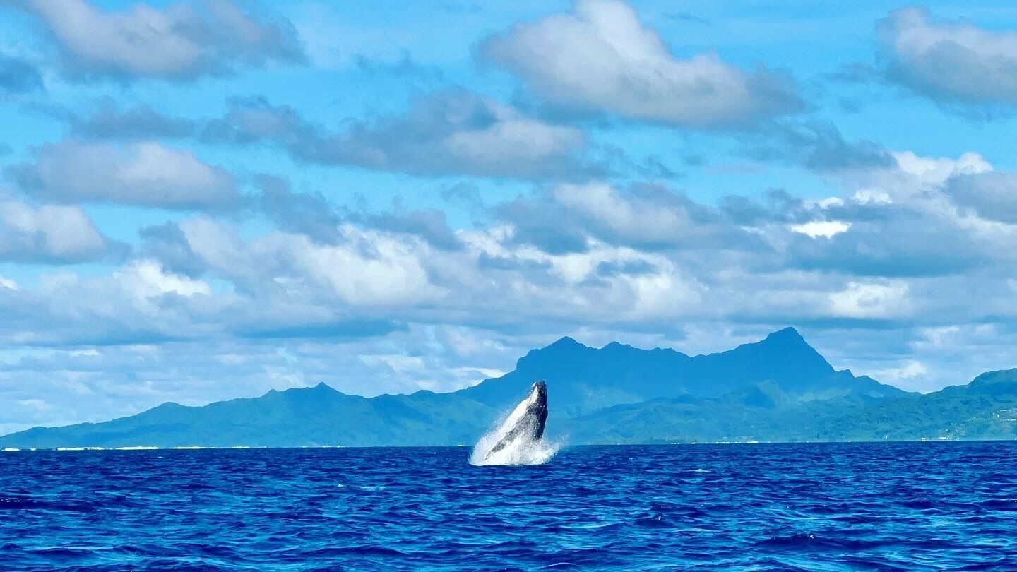 A whale breaching the ocean with a mountainous backdrop.