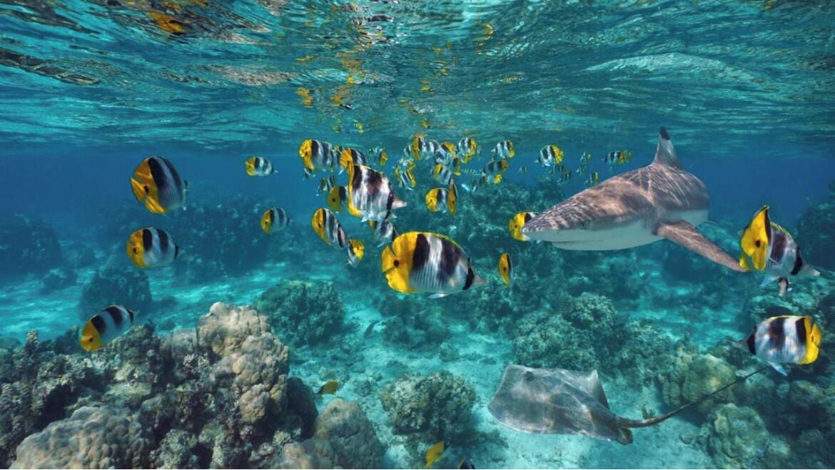 An underwater scene with a variety of fish and a stingray swimming near a coral reef.