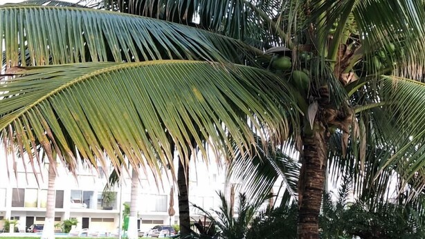 A well-maintained lawn with a palm tree and a building in the background. - Shanghai (Cancun)