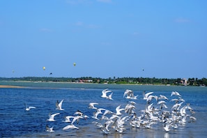 Lake view