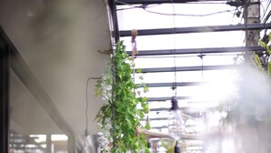 Un jardín interior moderno con plantas colgantes y techo de cristal.