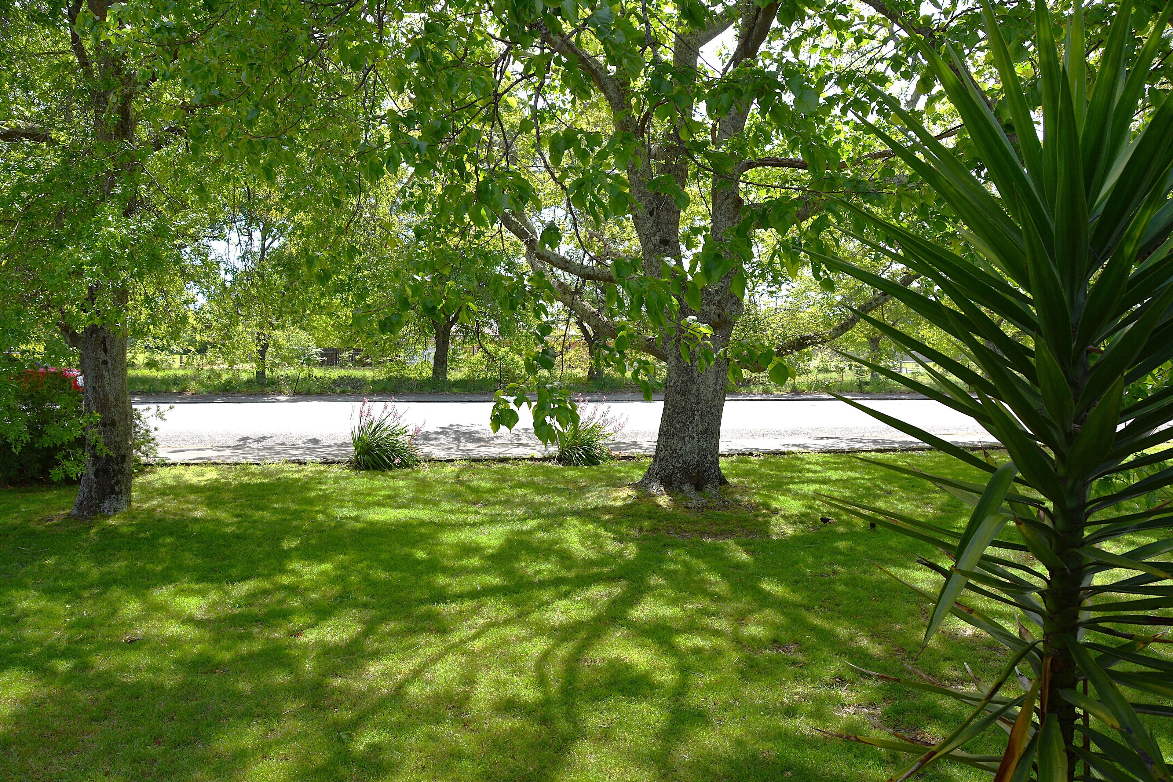 A grassy area with trees and a road in the background.