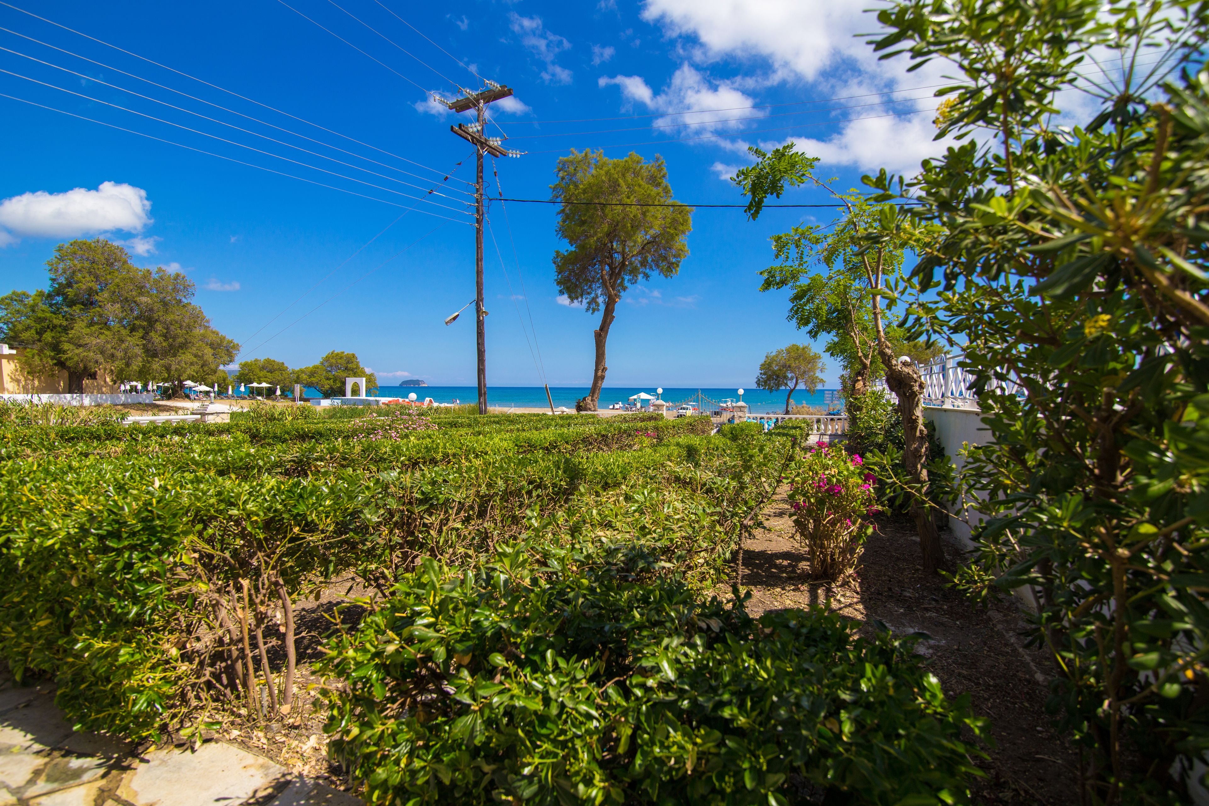 A vineyard with rows of grapevines, a clear blue sky, and a distant view of the sea.