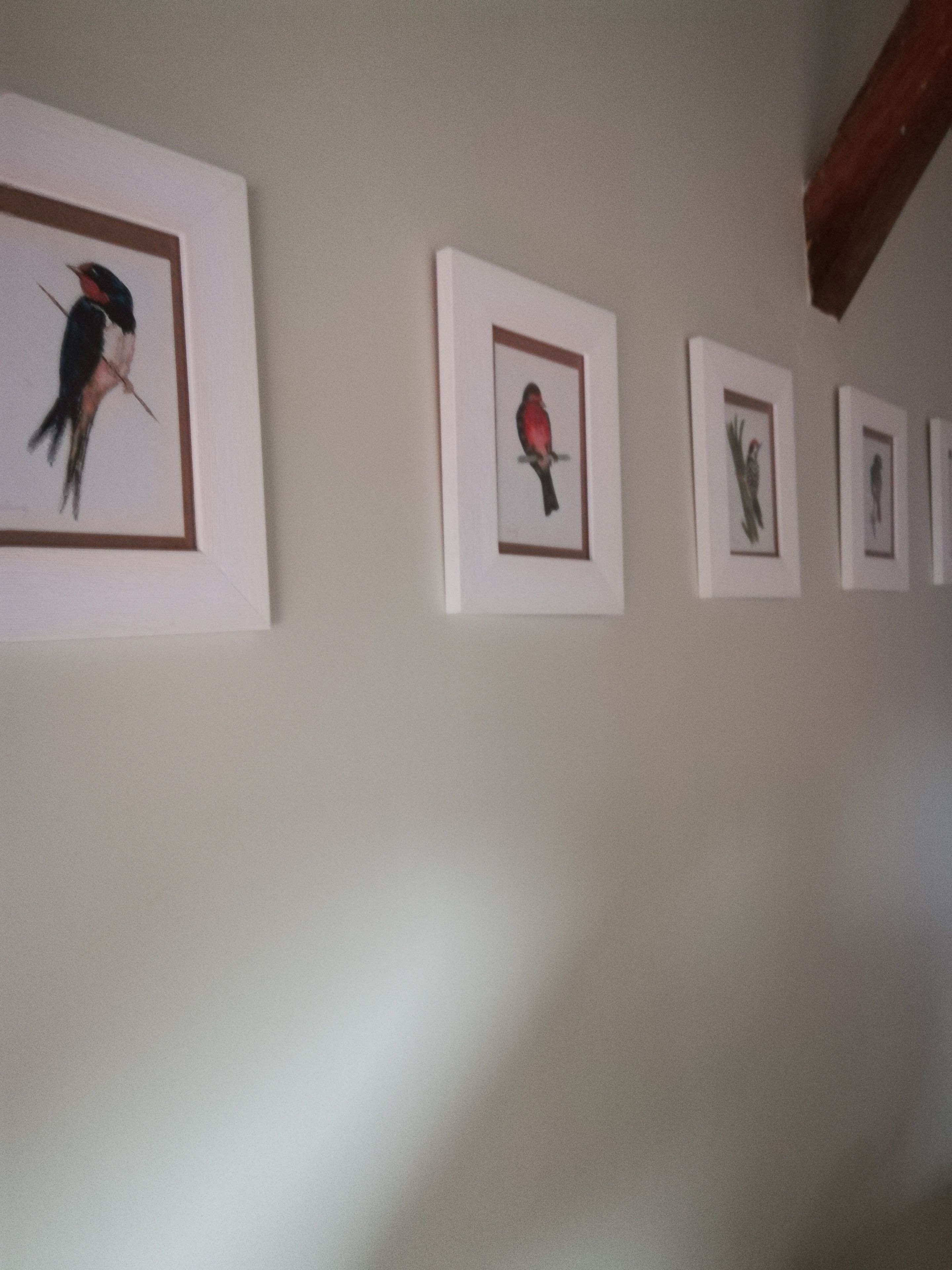 Una pared decorada con ilustraciones enmarcadas de aves.