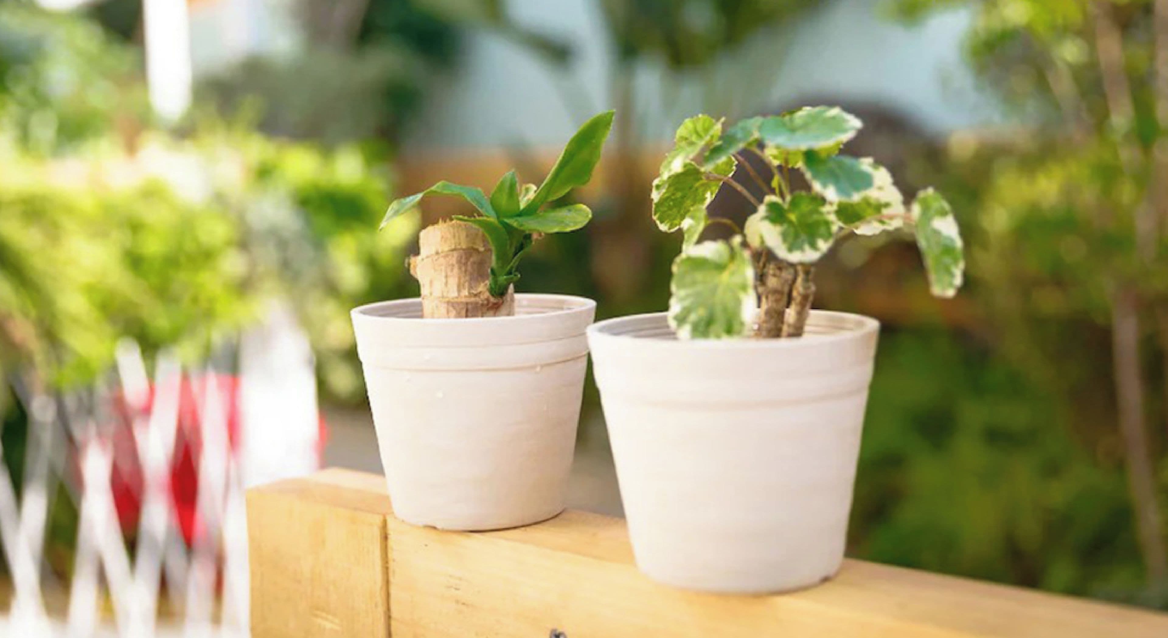 Dos plantas en macetas sobre una superficie de madera, con un fondo desenfocado de vegetación y un edificio.