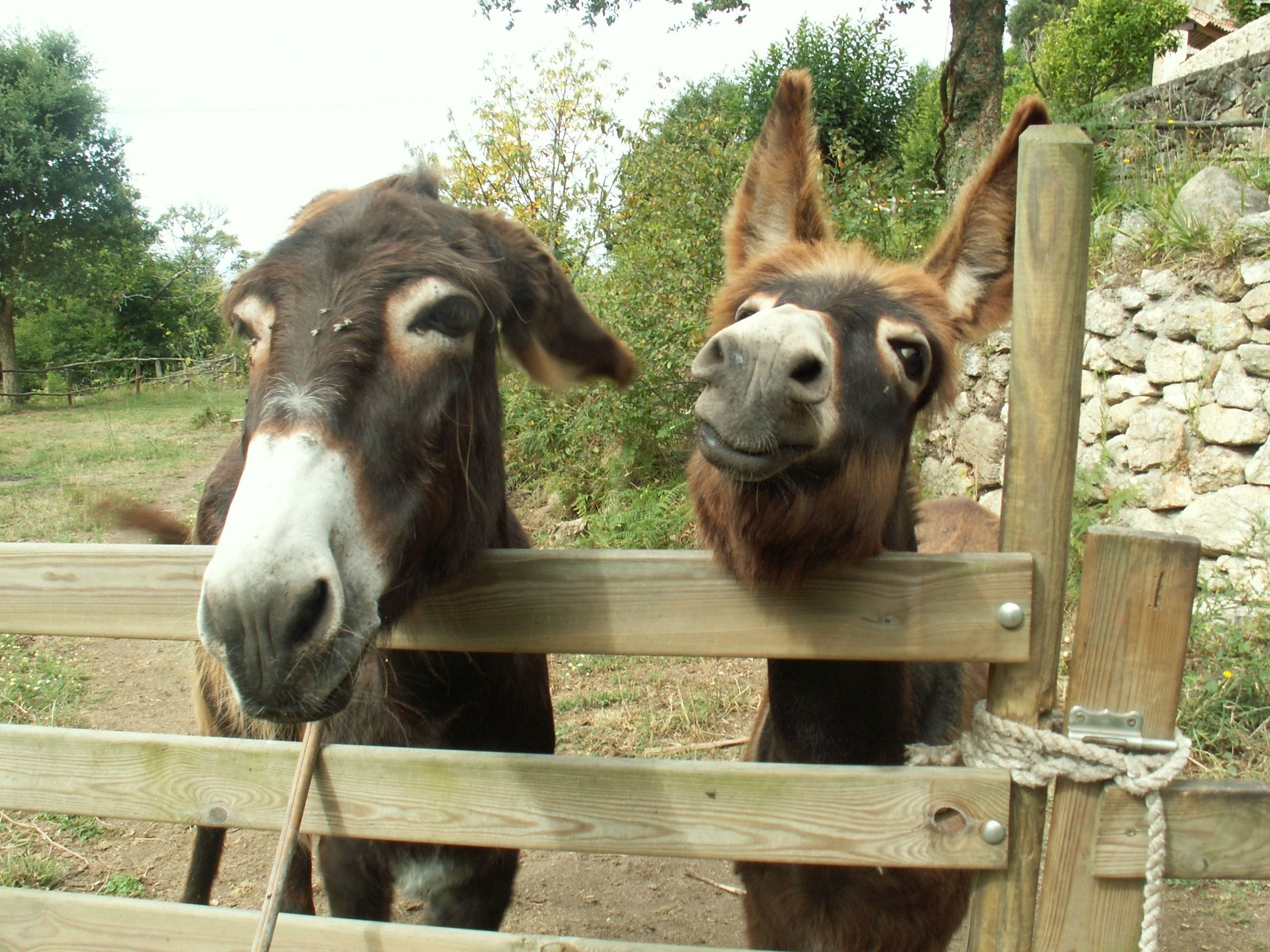 Photo - Budiño de Serraseca