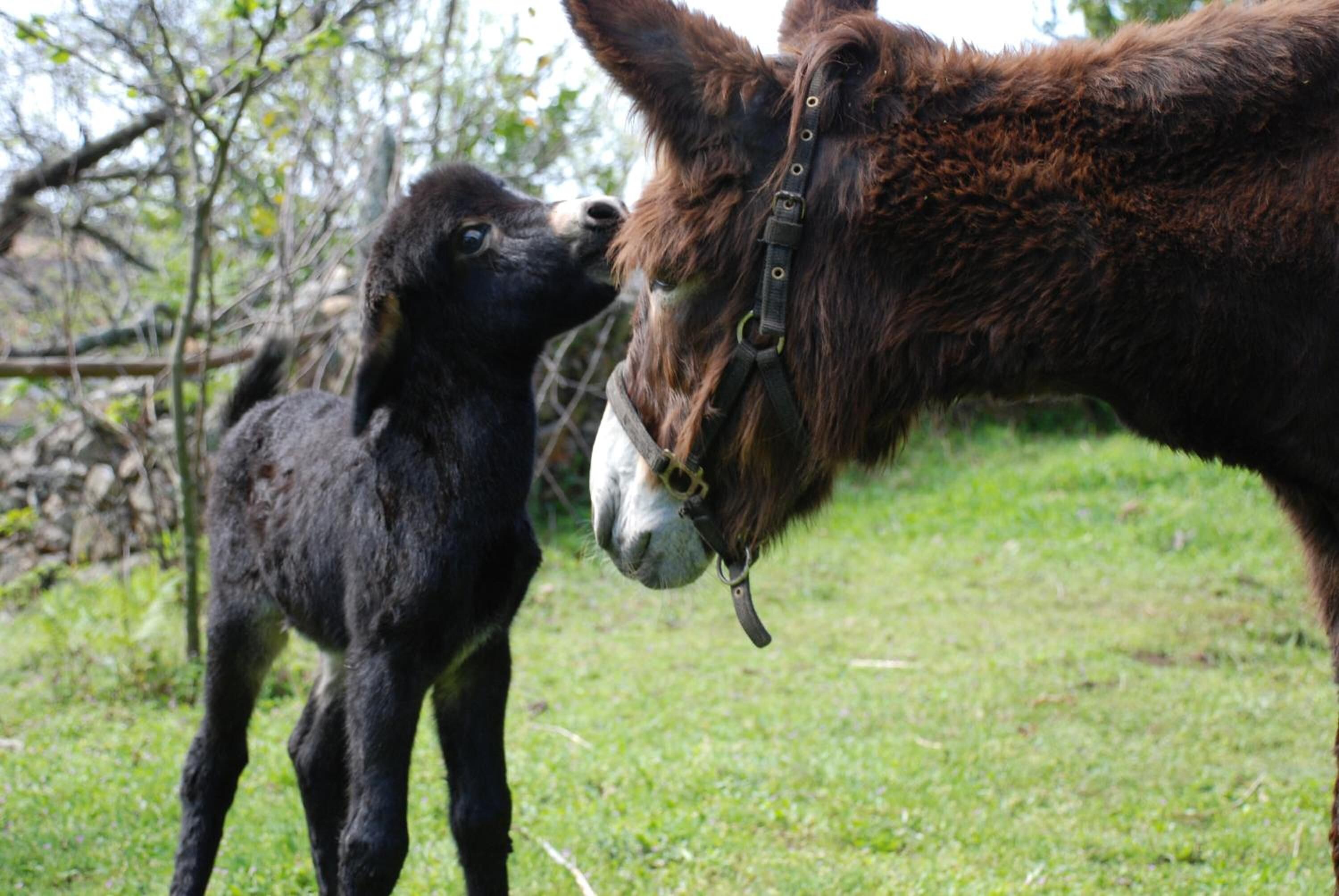 Photo - Budiño de Serraseca