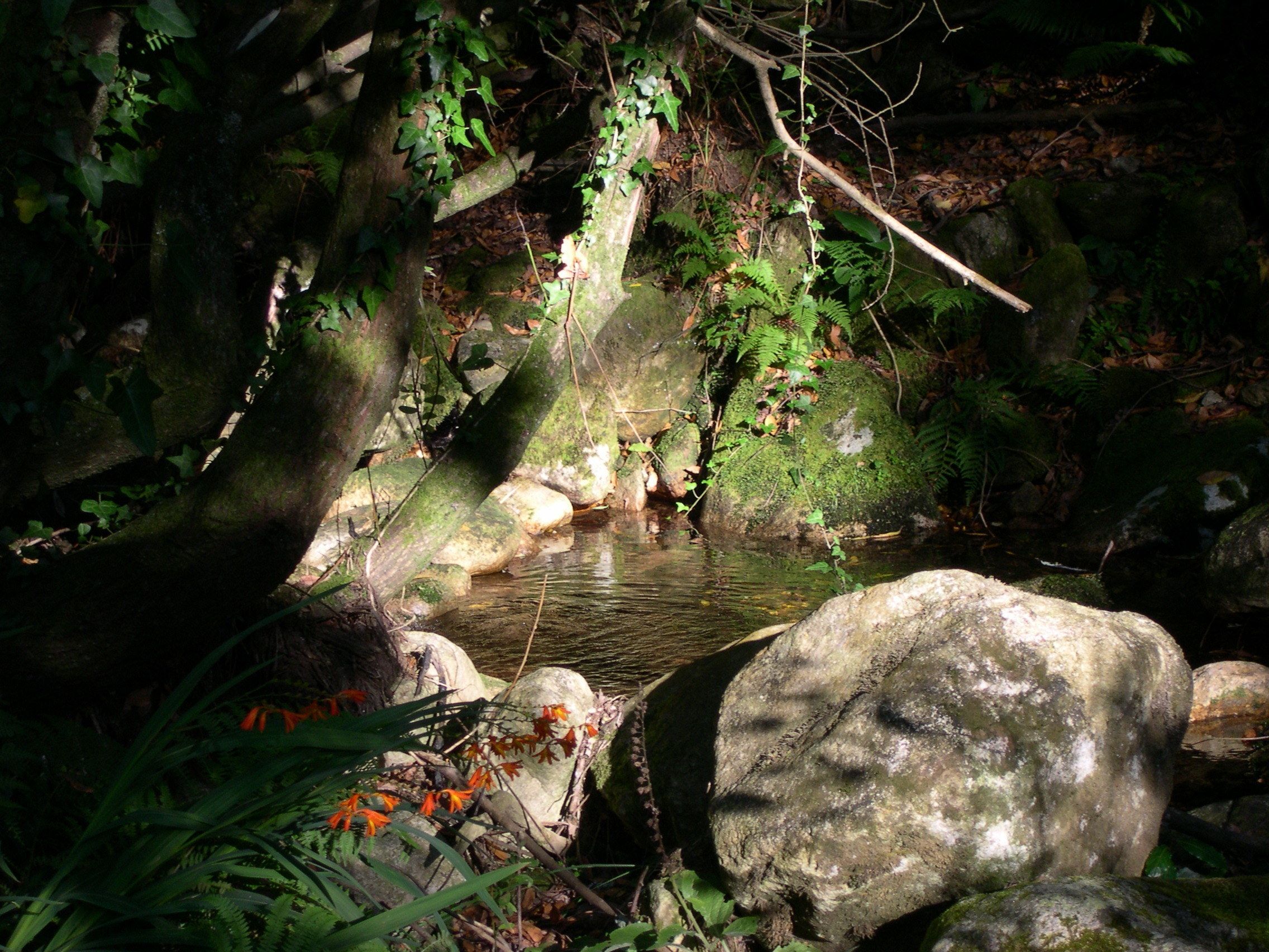A natural outdoor setting with a small stream, rocks, and foliage.