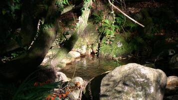 A natural outdoor setting with a small stream, rocks, and foliage.