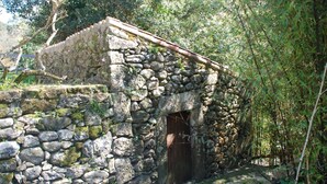 Una estructura de piedra con puerta de madera, rodeada de vegetación.