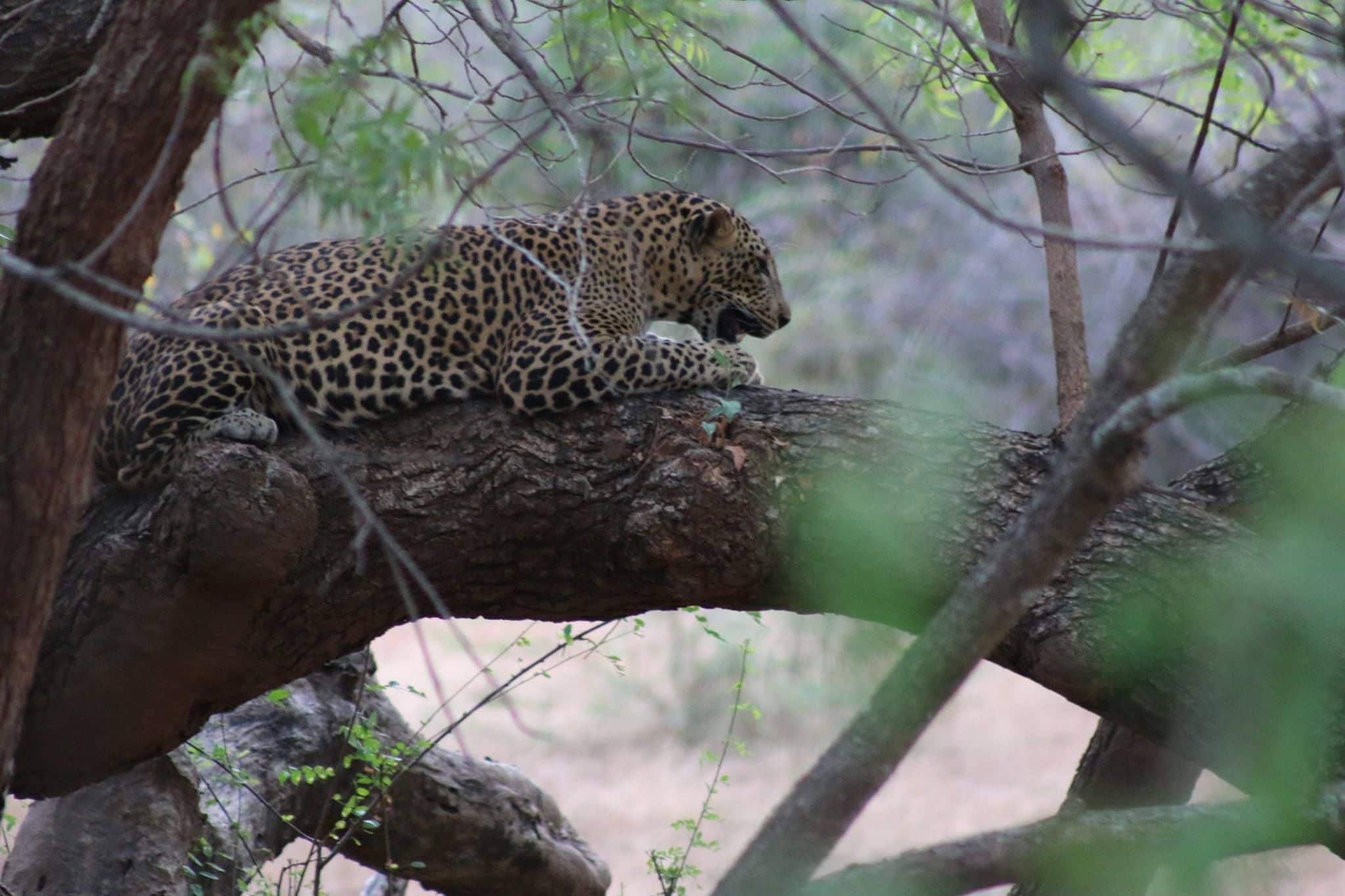 Un léopard se reposant sur une branche d’arbre, dans un environnement naturel.