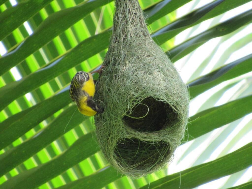 Un pájaro en un nido hecho con materiales naturales, rodeado de follaje verde.