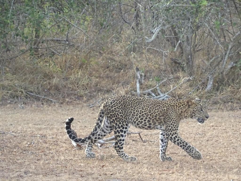 A leopard walking in a dry grassland with sparse trees in the background.