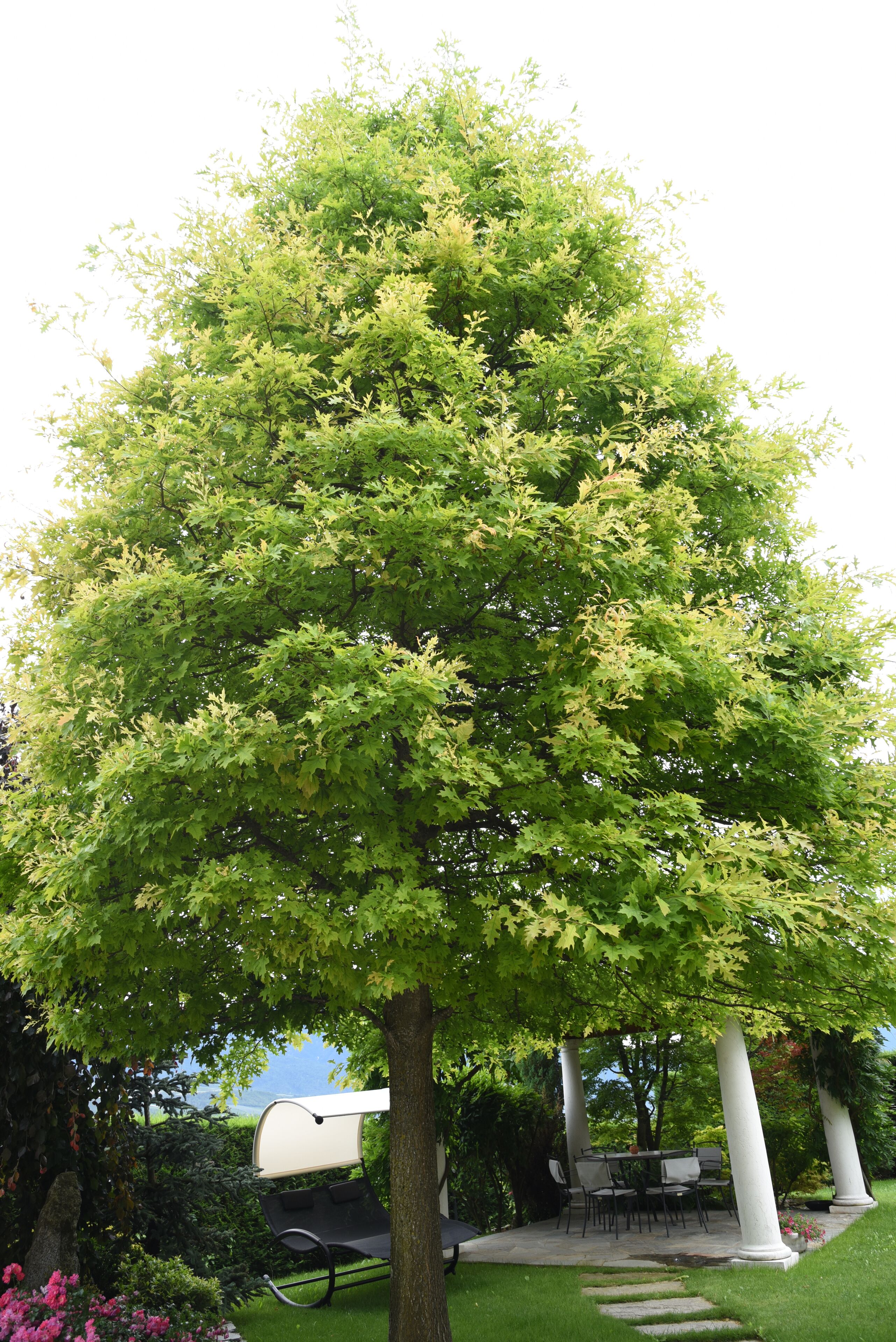 Un grand arbre sous lequel se trouve une pergola et un espace aménagé avec des sièges.