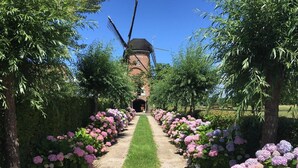 A pathway lined with pink hydrangea bushes leading to a traditional windmill. - Guesthouse Ensenada (Schoondijke)