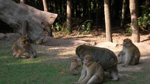 Un groupe de singes est assis sur l’herbe, dans une zone boisée, au milieu des arbres et près d’une souche d’arbre tombée.