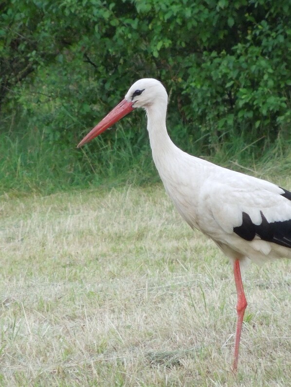 A stork standing in a grassy field with dense green foliage in the background.