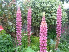A garden with tall pink flowers and green foliage.