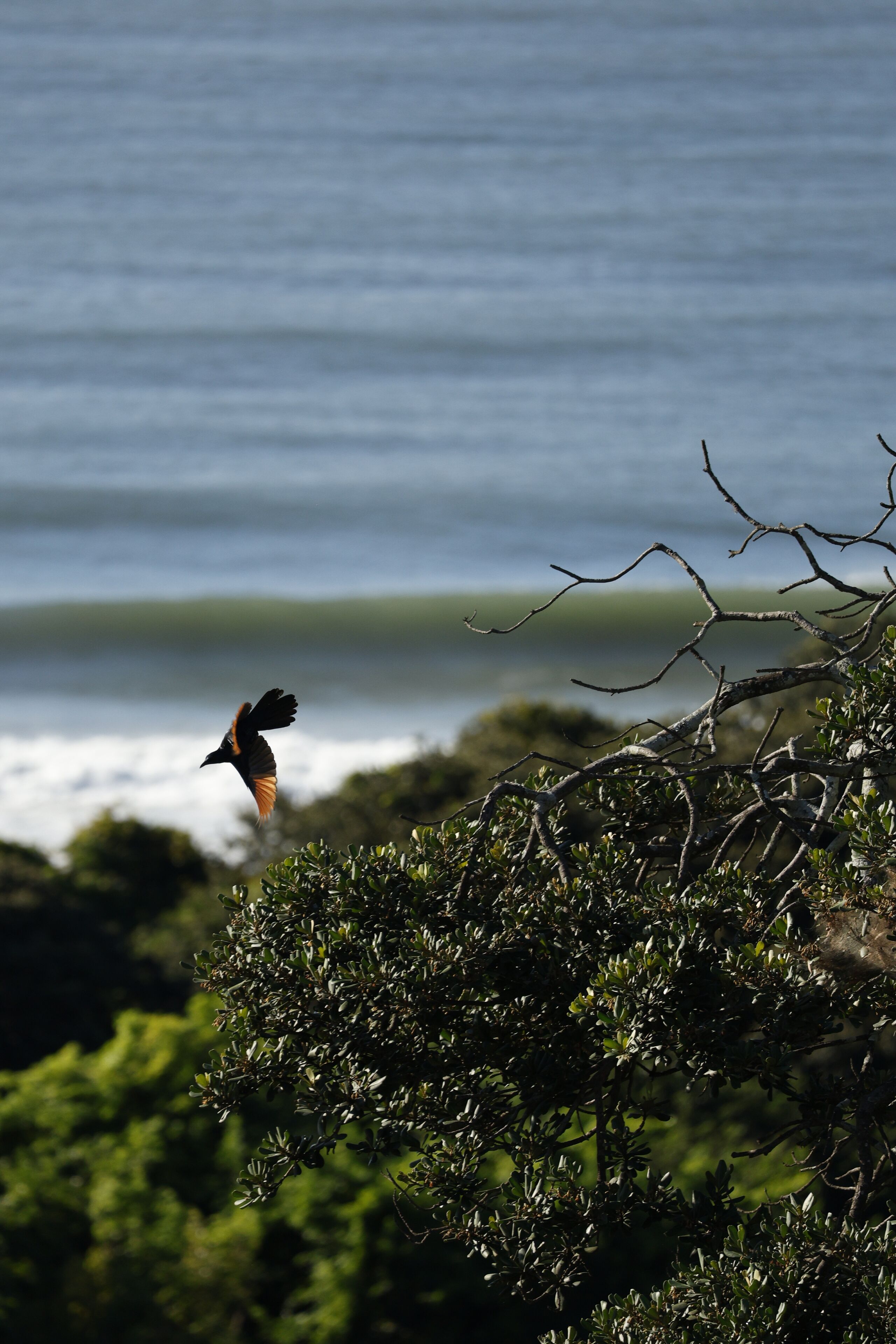 Foto - Ocean Vista Boutique Guest House