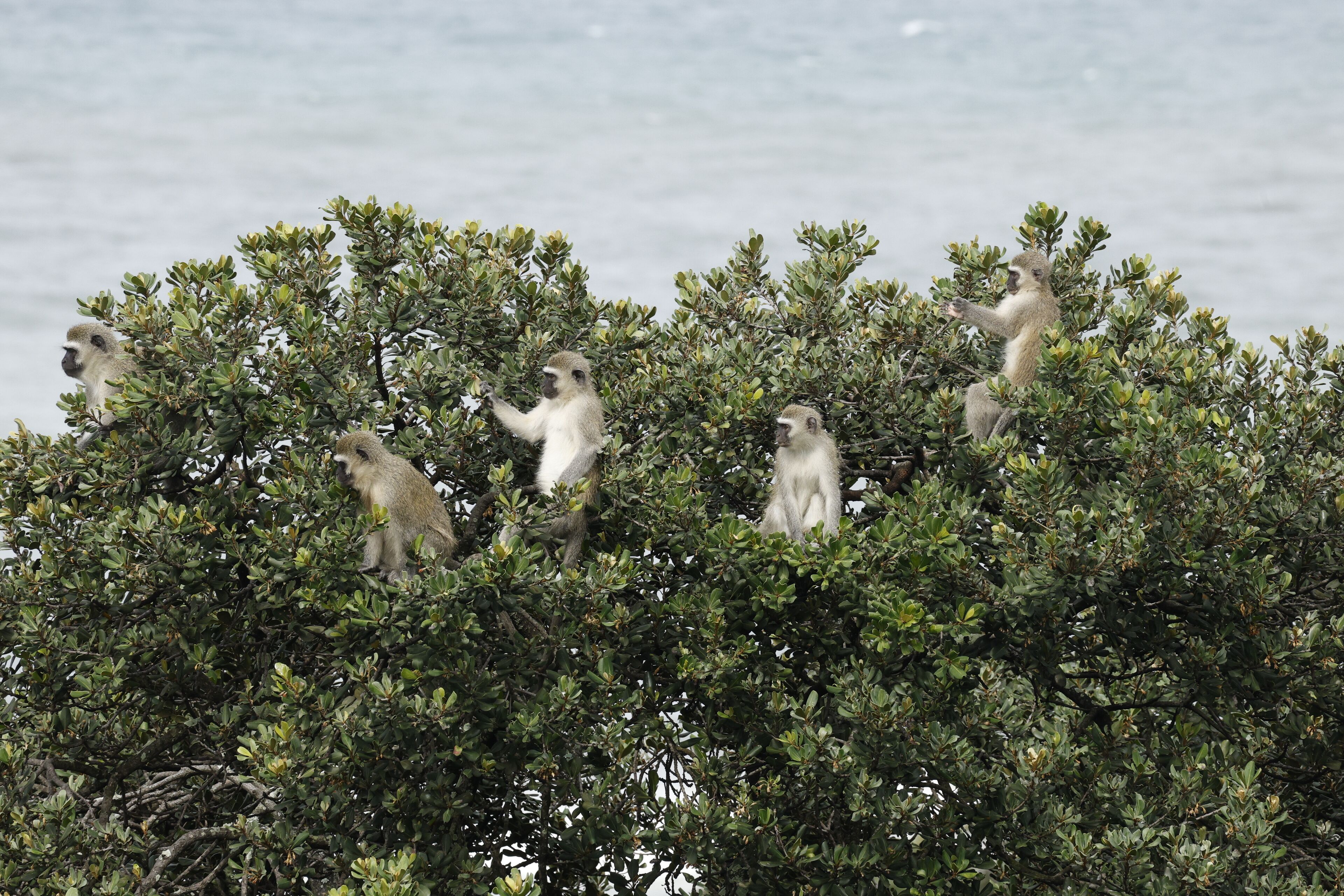 A group of monkeys on a tree by the water.