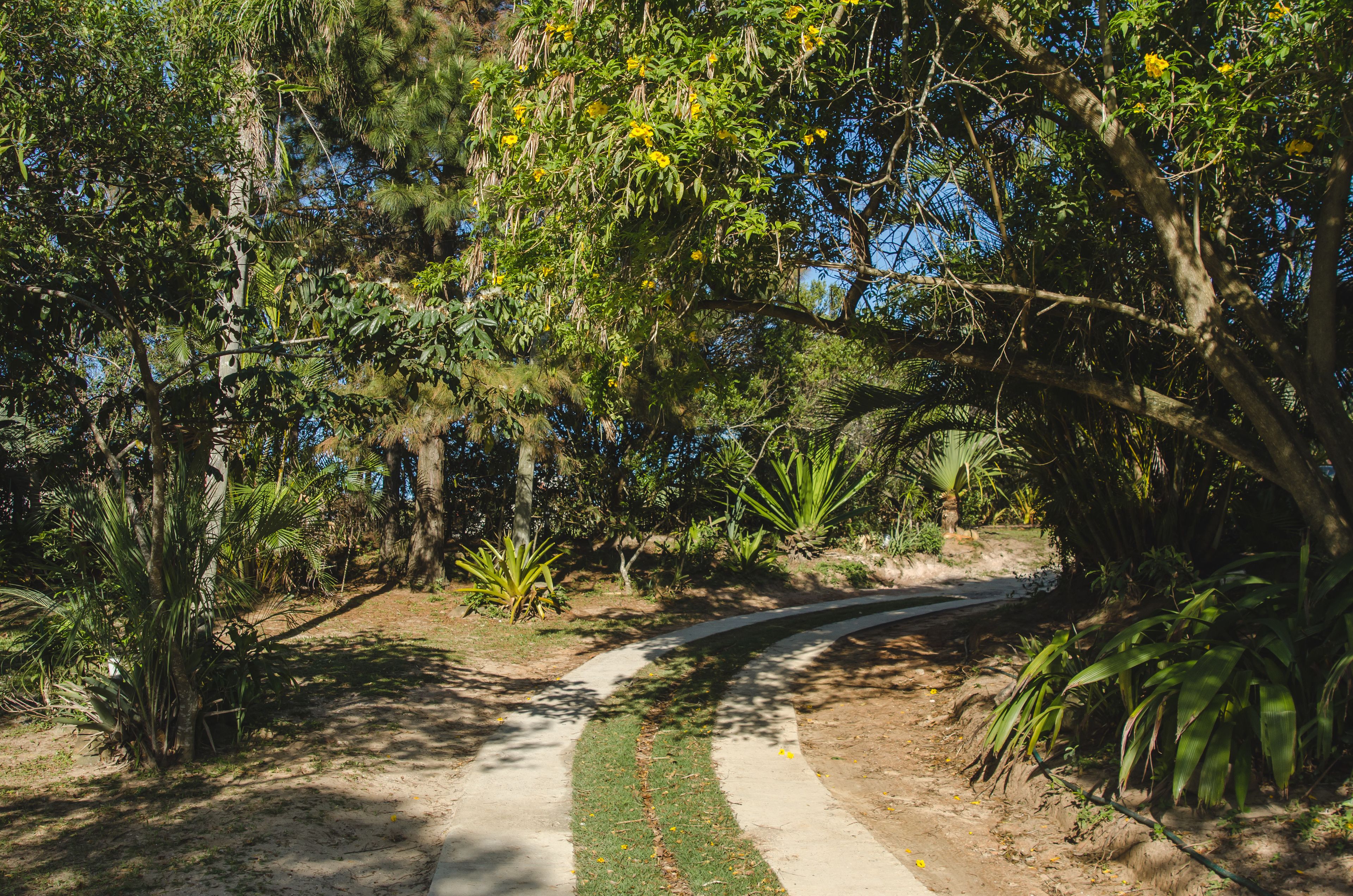 Un sendero empedrado atraviesa un exuberante jardín con diversas árboles y plantas.