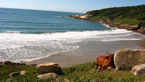 A coastal landscape with a cow on a grassy area near the shore. - Pousada Morro das Palmeiras (Imbituba)