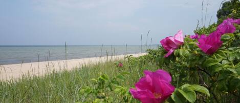 Beach nearby, sun loungers