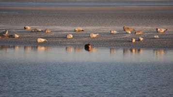 Plage à proximité