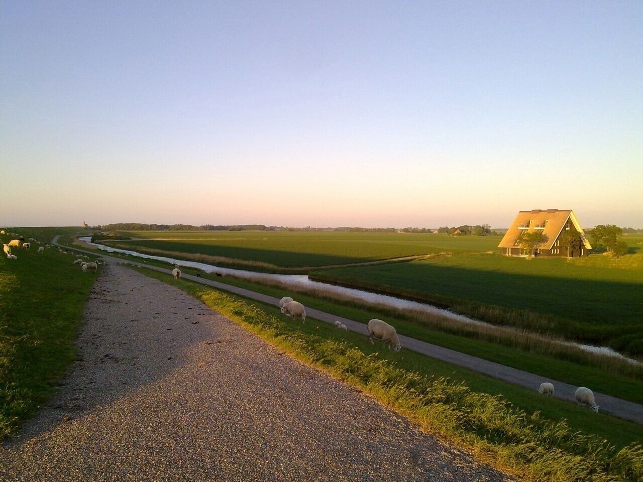 Paesaggio rurale con un sentiero sterrato, una casa e pecore al pascolo.