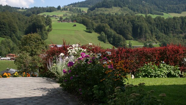 Eine ländliche Landschaft mit einem befestigten Weg, üppigem Grün und verschiedenen blühenden Pflanzen.