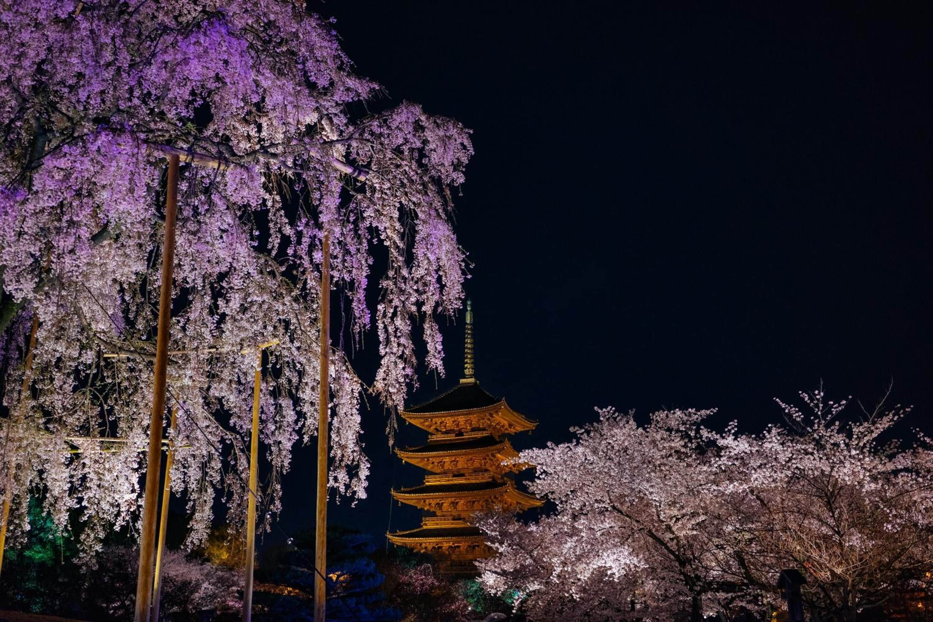 A traditional Japanese pagoda with multiple tiers, surrounded by cherry blossom trees.