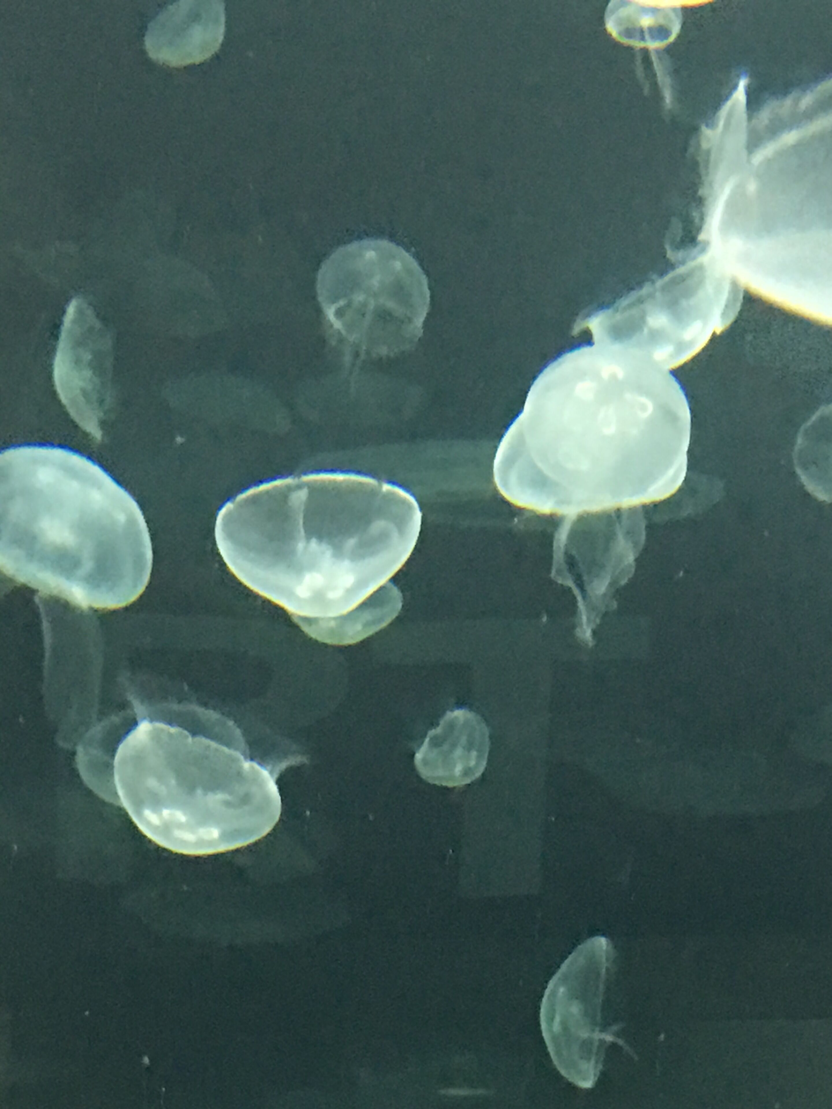Un groupe de méduses dans l’eau.