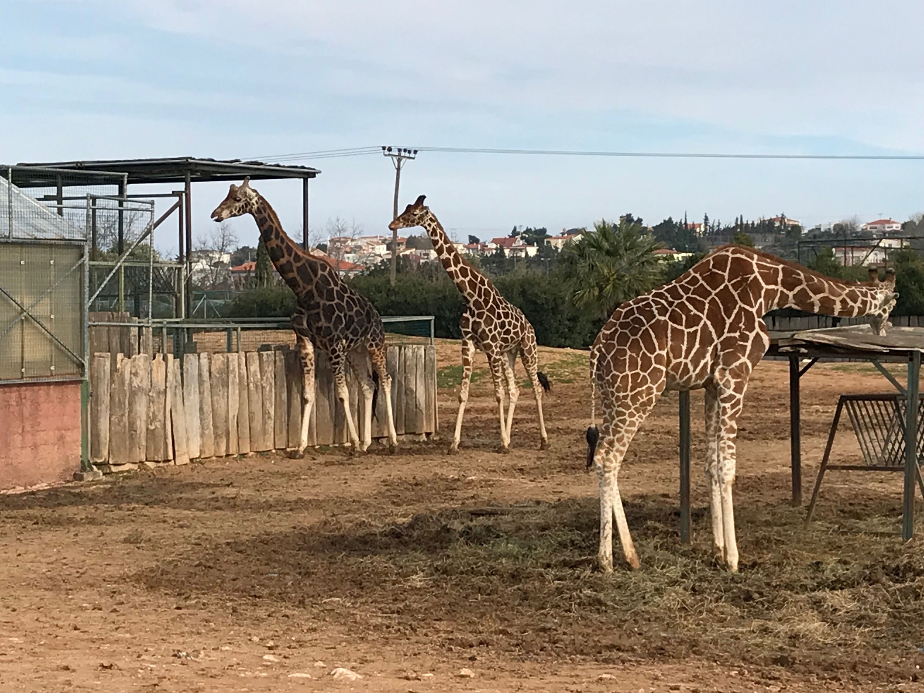 Un recicint tancat amb girafes a prop d'una construcció de fusta i un sostre metàl·lic.