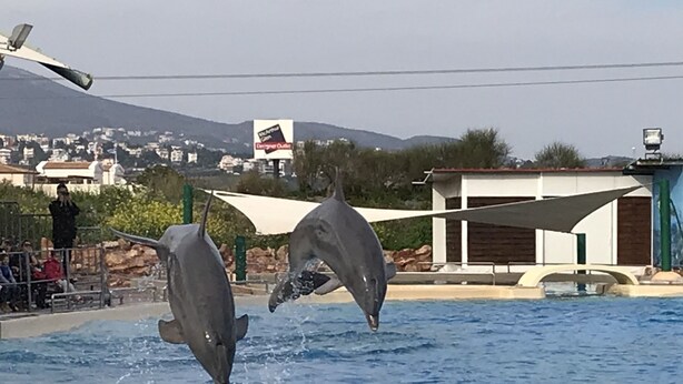Des dauphins se produisent dans une piscine, avec en arrière-plan des bâtiments et une montagne.